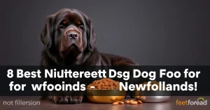 Discover the 8 Best Nutrient-Dense Dog Foods for Newfoundlands – No Fillers!
