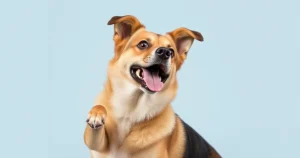 Discover 15 Brilliant Dog Breeds That Master Tricks in a Flash