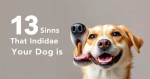 13 Hidden Signs That Indicate Your Dog is Happier Than Ever
